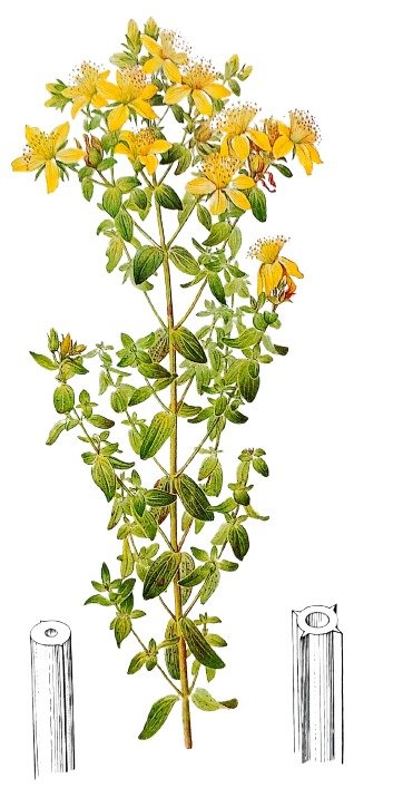 Millepertuis officinal